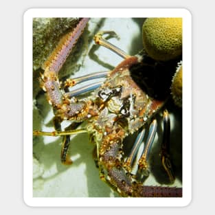 Caribbean Reef Lobster Close Up - Macro Head Photograph Sticker